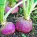 Turnip(Salgam) - Image 2